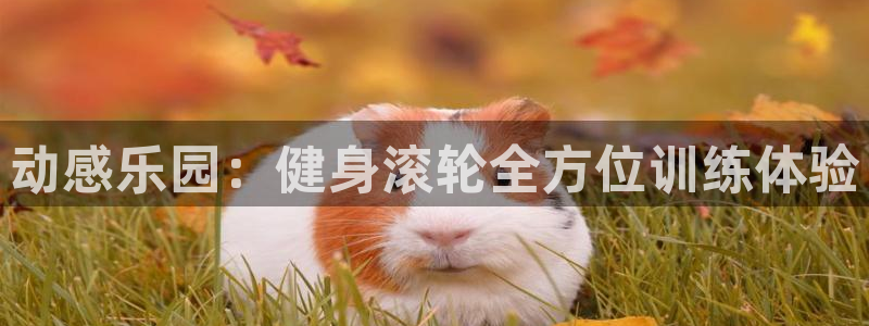 龙8国际官网官方版fxzls天地手游 -kc -安卓